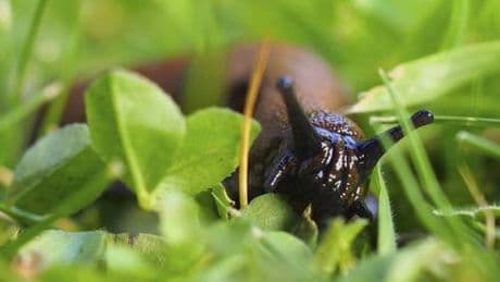 Schwabach in Mittelfranken: Nacktschnecke terrorisiert Mehrfamilienhaus mit Klingelstreichen