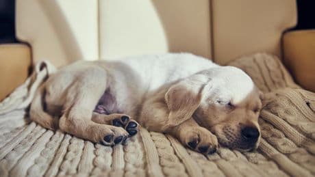 El estudio de Harvard que revela con qué sueñan los perros y los gatos
