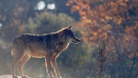 Asturias planta cara al Defensor del Pueblo por la rebaja de protección del lobo