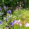 Nederland sproeit erop los (en dat is juist niet wat je moet doen voor een mooie groene tuin)