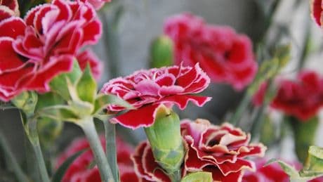 Interior, exterior o ambas: ideas de plantas autóctonas para cada rincón de tu hogar