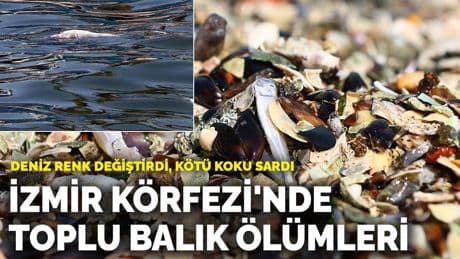 İzmir Körfezi'nde toplu balık ölümleri! Deniz renk değiştirdi, kötü koku sardı