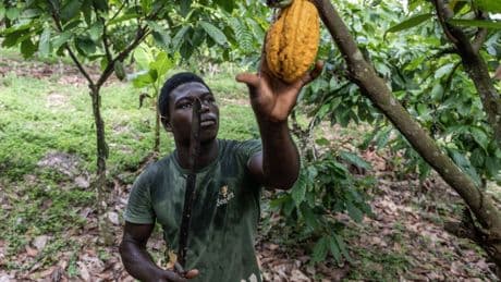 Por qué los altos precios del cacao no están beneficiando a los productores de África Occidental