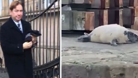 Businessman who terrorised seal pups with large wooden stick at Scots harbour fined