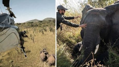 Desperate bid to save elephants from extinction in Africa's 'triangle of death'