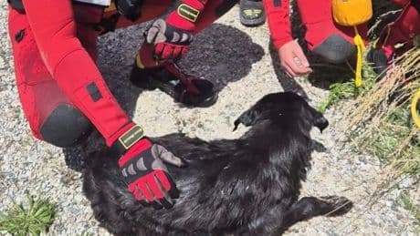 Gerettet! - Hund fällt in Kanal und treibt 20 Kilometer weit