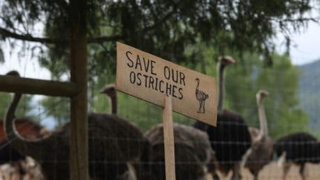 New York billionaire prepared to fund B.C. ostrich farm's legal battle against forced cull
