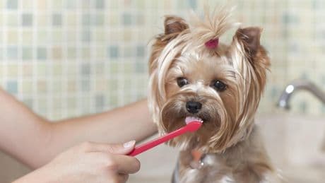 “Introducir el cepillado de forma gradual ayuda a que perros y gatos lo acepten como parte de su rutina”