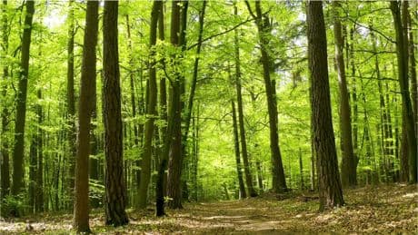 Expertin warnt: Wer im Wald beim Wandern Maggi riecht, sollte auf der Hut sein