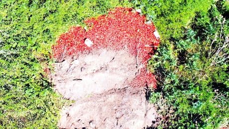 Ungewöhnliches Bild  - Hier verrotten Tausende Erdbeeren