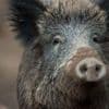 Tiergesundheit: Trichinen bei fünf Wildschweinen in Brandenburg gefunden