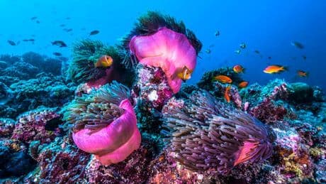 World Reef Awareness Day 2025: Bringing Corals Back To Life