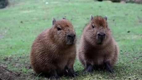 Police seize five capybaras and crack cocaine after car chase
