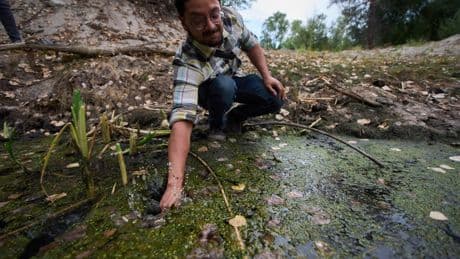 The call of a native frog is heard again in Southern California thanks to help from Mexico and AI
