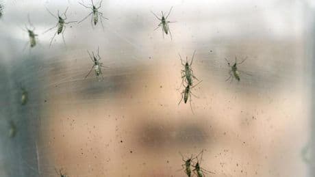 Alerta por el mayor brote de chikungunya en China