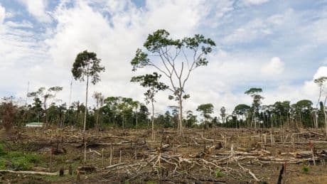 Greenwashing : Un accord de 180 millions de dollars impliquant Amazon dans le viseur de la justice brésilienne