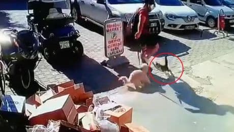 Kediyi tekmeleyen şüpheliye gözaltı