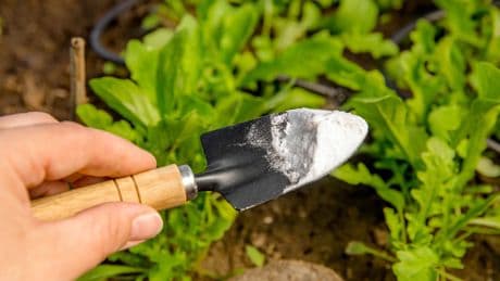 Einfach, günstig, effektiv: Günstiges Hausmittel vertreibt Schädlinge aus dem Garten