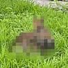 Outbreak of 'Frankenstein' rabbits with face tentacles now poses threat to HUMANS: Doctor warns which states disease will spread to next