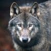 Meerderheid van de Nederlanders vindt dat ‘probleemwolf’ mag worden doodgeschoten