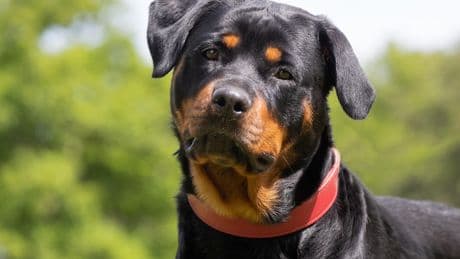 Loiret : un enfant de neuf ans tué par le chien de la famille à Pithiviers