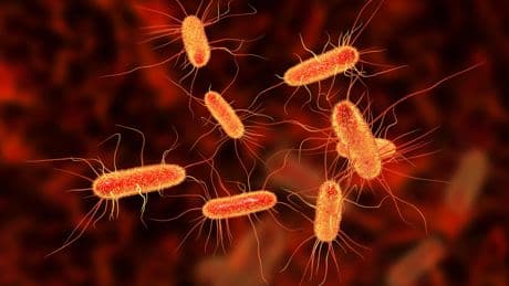 Pourquoi la bactérie E. coli présente dans nos viandes, fromages ou graines germées peut-elle devenir si dangereuse?