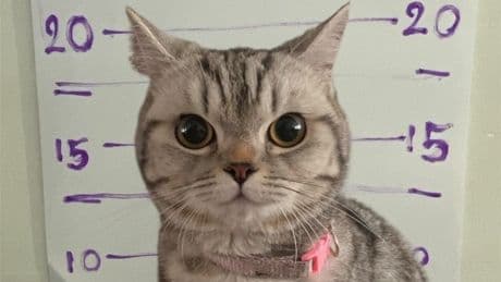Feline felon has paw printed and mugshots taken after scratching police officers