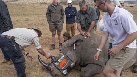 Comment des chercheurs ont rendu des rhinocéros radioactifs pour les sauver du braconnage