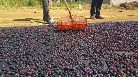 ‘Antep Karası’ da var ‘Hatun Parmağı’ da! Hepsi tescilli: 50.000 dekarda kurutma mesaisi başladı