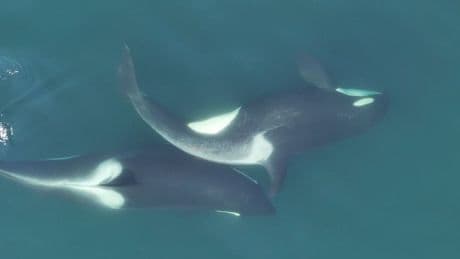 Orcas use kelp tools to groom, researchers say