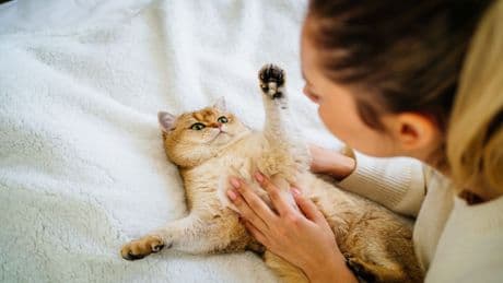 Katze als Haustier? Was Sie bei Futter, Pflege und Haltung alles beachten sollten