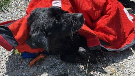 Tierischer Notfall: Oberbayern: Hündin Mia nach 20 Kilometern in Innkanal gerettet