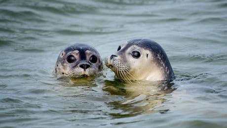 Heuler Ahoi - Vier Seehunde ausgewildert