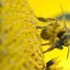 Une vingtaine de personnes attaquées par des abeilles à Aurillac, une enquête ouverte