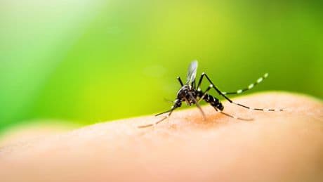 West Nile: 10 casi da inizio anno, 7 a Latina, ma il dato è in linea con il 2024