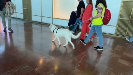 "Ça déstresse": une chienne pour rassurer les voyageurs à l'aéroport de Nice