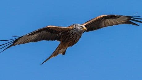 Bayern: Schon 14 Greifvögel mit verbotenem Gift getötet
