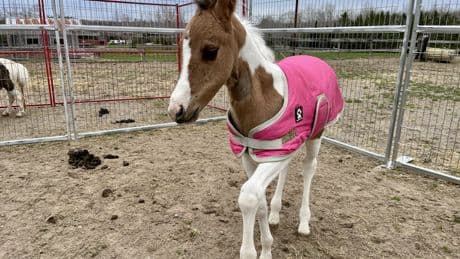 Horse with cognitive disorder defies odds thanks to generosity of strangers