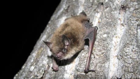 Toronto Public Health seeks person who handled potentially rabid bat