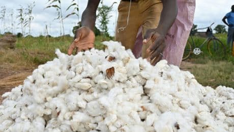 Au Burkina Faso, la production de coton chute de 26 % en un an, bouleversée par les violences jihadistes