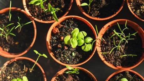 Überraschender Fakt: Warum Sie Kräuter immer am Vormittag ernten sollten