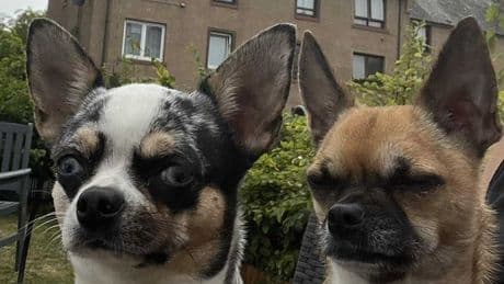 Scots family in frantic bid to save chihuahua washed out to sea