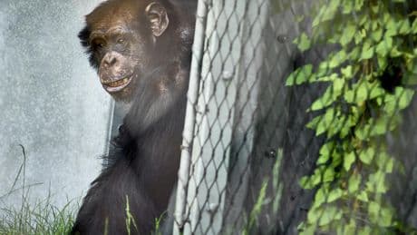 Praat mee: Moeten dieren meer privacy krijgen in de dierentuin?