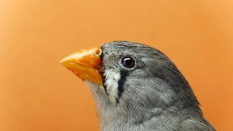 Tiere: Vögel haben keine Ohren. Stimmt's?
