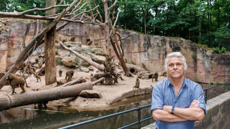 Nürnberg: Pavian-Tötung im Tiergarten – Direktor äußert sich