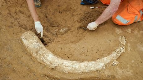 Baden-Württemberg - Bauarbeiter finden 12.000 Jahre alten Mammut-Zahn