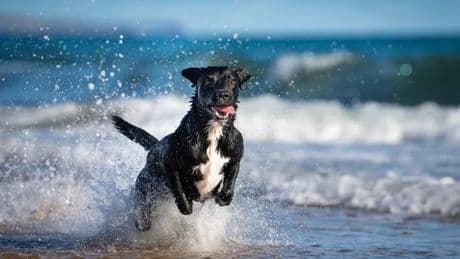 Five little-known dangers dog owners must know when walking on beach during heatwave