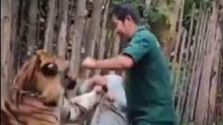 Harrowing moment tourist is mauled while trying to take selfie with tiger
