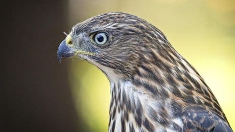 Wie ein Raubvogel den Stadtverkehr für seine Jagdstrategie nutzt