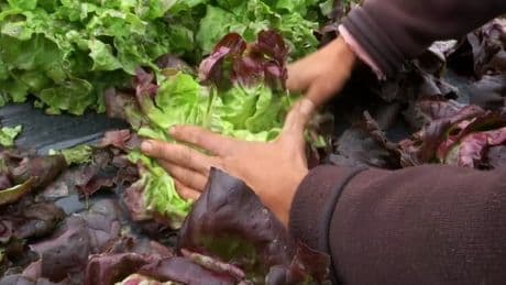 "Pour l'année, c'est foutu": les agriculteurs des Monts du Lyonnais déplorent les pertes liées aux intempéries